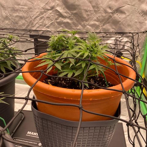 Moby Dick Auto growlog timeline photo