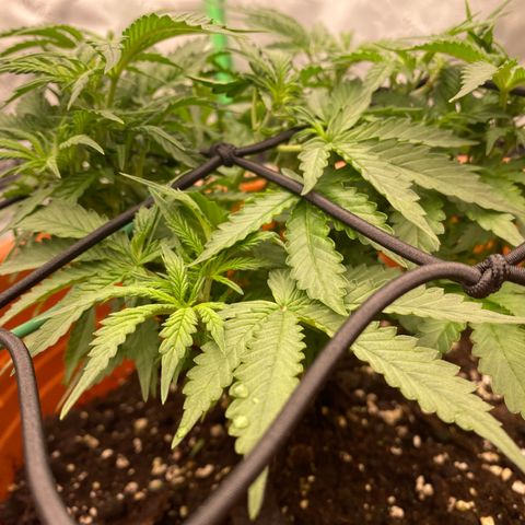 Moby Dick Auto growlog timeline photo