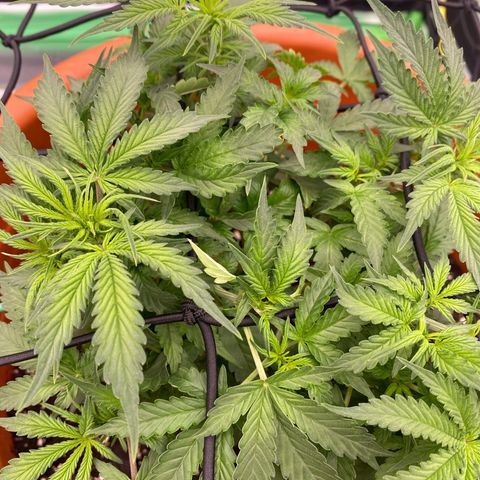 Moby Dick Auto growlog timeline photo