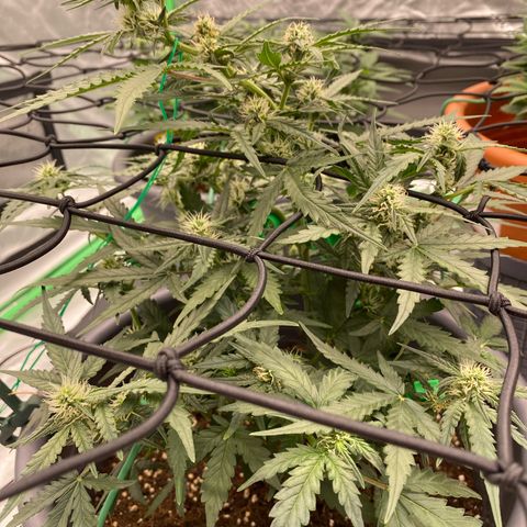 Glue Gelato Auto growlog timeline photo