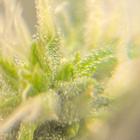Glue Gelato Auto growlog timeline photo