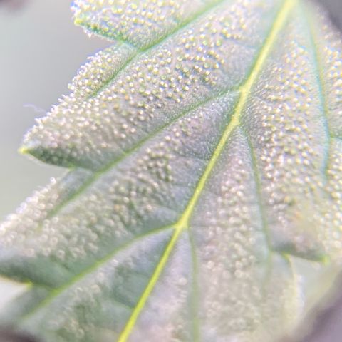 Glue Gelato Auto growlog timeline photo