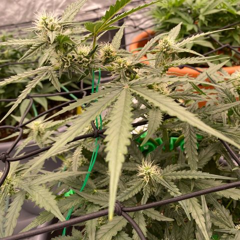 Glue Gelato Auto growlog timeline photo