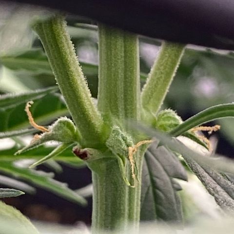 Glue Gelato Auto growlog timeline photo
