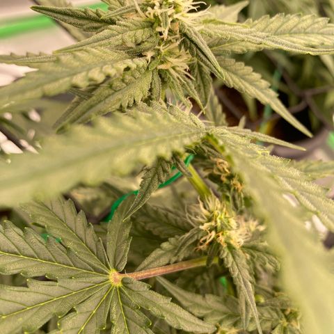 Glue Gelato Auto growlog timeline photo