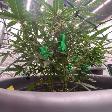 Glue Gelato Auto growlog timeline photo