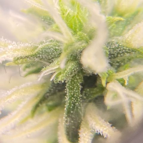Glue Gelato Auto growlog timeline photo