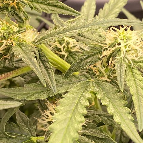 Glue Gelato Auto growlog timeline photo