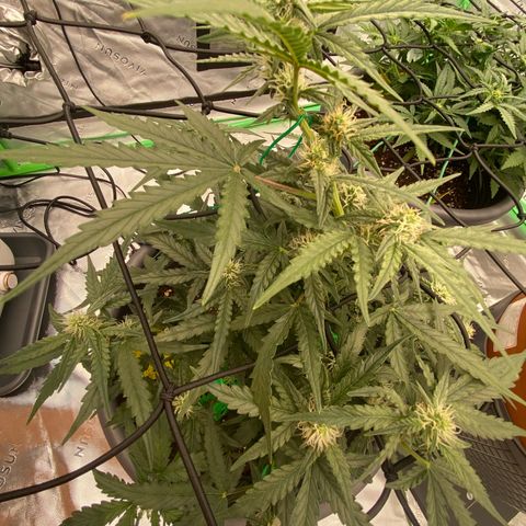Glue Gelato Auto growlog timeline photo