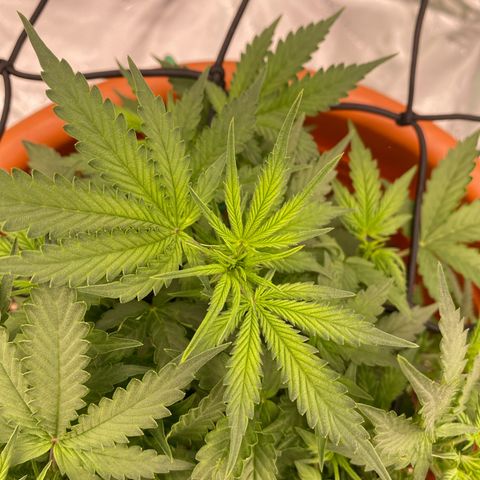 Moby Dick Auto growlog timeline photo