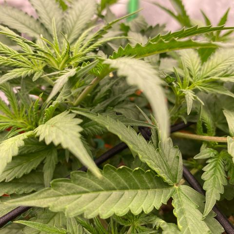 Moby Dick Auto growlog timeline photo