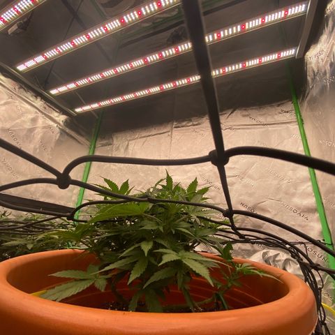 Moby Dick Auto growlog timeline photo