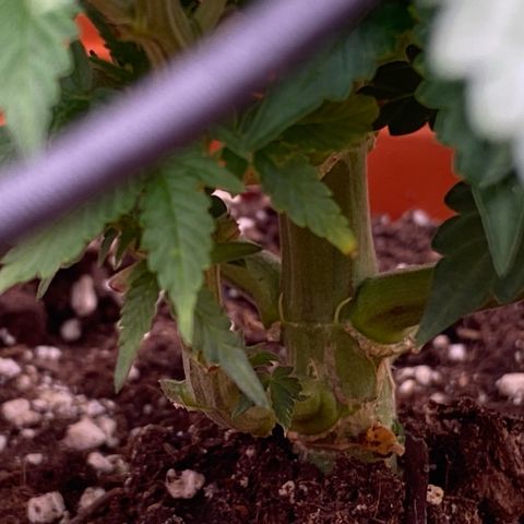 Moby Dick Auto growlog timeline photo