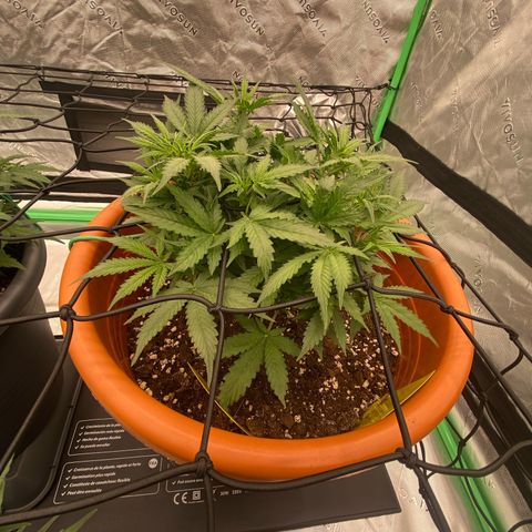 Moby Dick Auto growlog timeline photo
