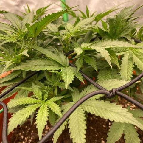 Moby Dick Auto growlog timeline photo