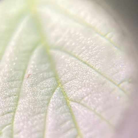 Moby Dick Auto growlog timeline photo