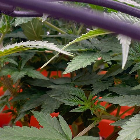 Moby Dick Auto growlog timeline photo