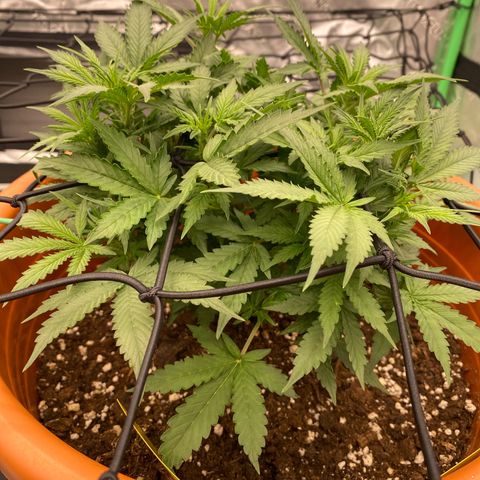 Moby Dick Auto growlog timeline photo