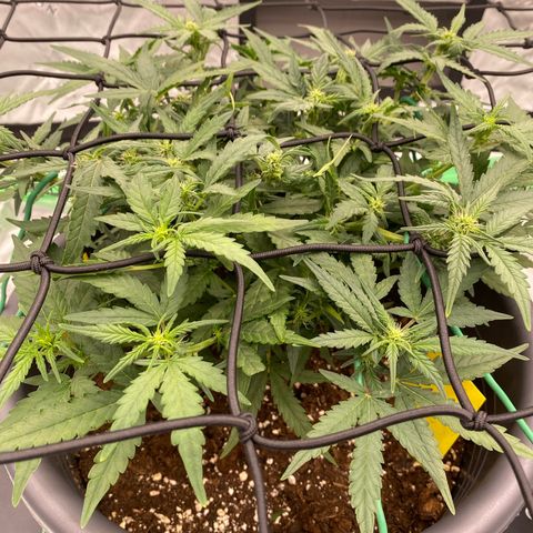 Mimosa x Orange Punch Auto growlog timeline photo