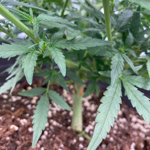 Mimosa x Orange Punch Auto growlog timeline photo