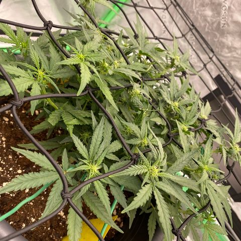 Mimosa x Orange Punch Auto growlog timeline photo