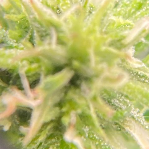 Mimosa x Orange Punch Auto growlog timeline photo
