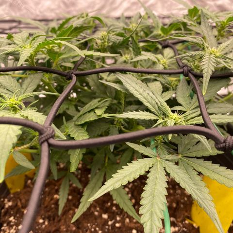 Mimosa x Orange Punch Auto growlog timeline photo
