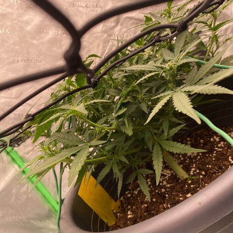 Mimosa x Orange Punch Auto growlog timeline photo