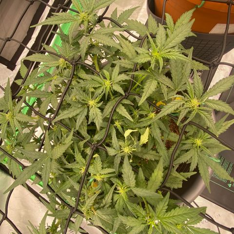 Mimosa x Orange Punch Auto growlog timeline photo