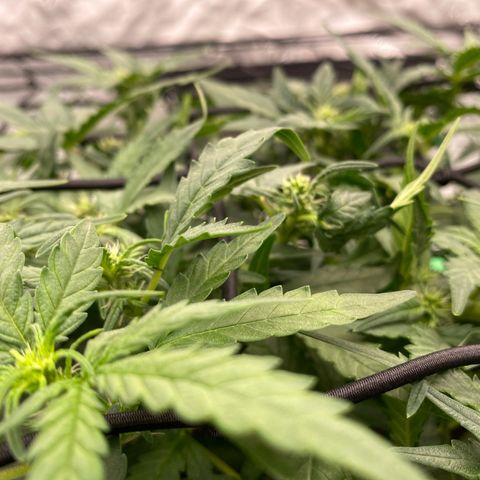 Mimosa x Orange Punch Auto growlog timeline photo