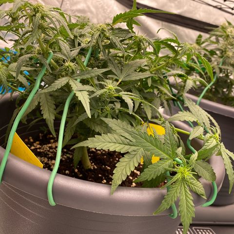 Mimosa x Orange Punch Auto growlog timeline photo