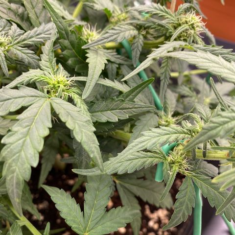 Mimosa x Orange Punch Auto growlog timeline photo