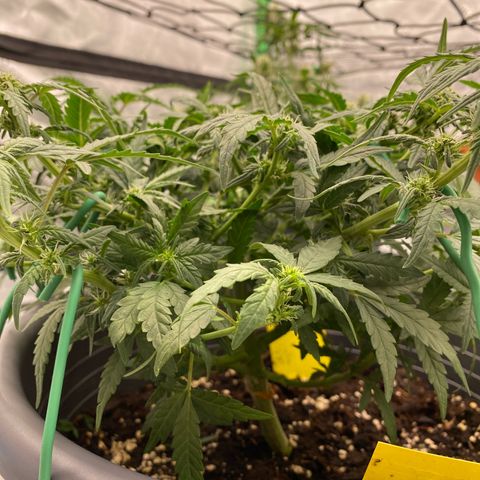 Mimosa x Orange Punch Auto growlog timeline photo