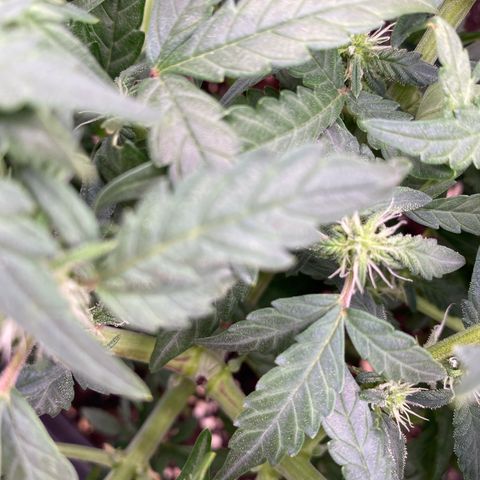 Mimosa x Orange Punch Auto growlog timeline photo