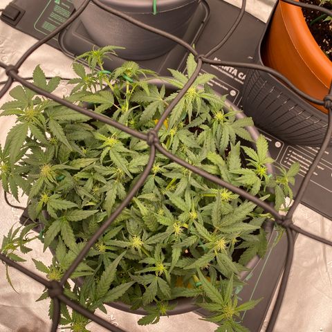 Mimosa x Orange Punch Auto growlog timeline photo
