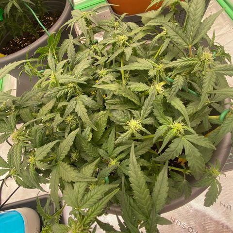Mimosa x Orange Punch Auto growlog timeline photo
