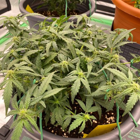 Mimosa x Orange Punch Auto growlog timeline photo