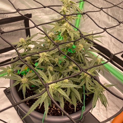 Glue Gelato Auto growlog timeline photo