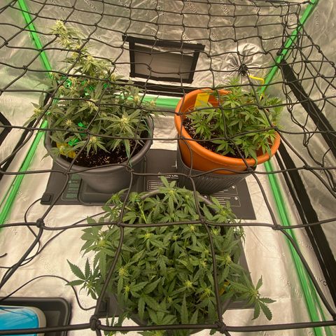 Glue Gelato Auto growlog timeline photo