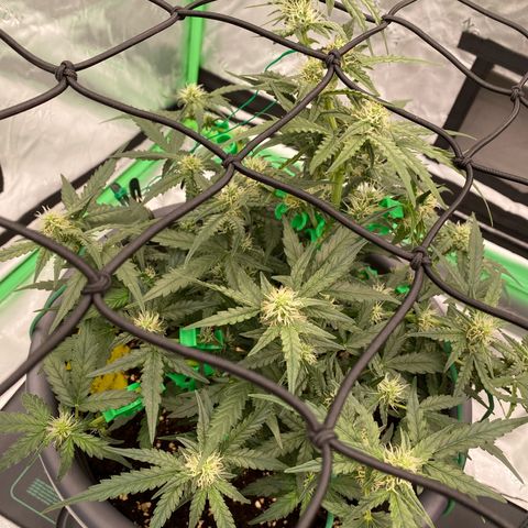 Glue Gelato Auto growlog timeline photo