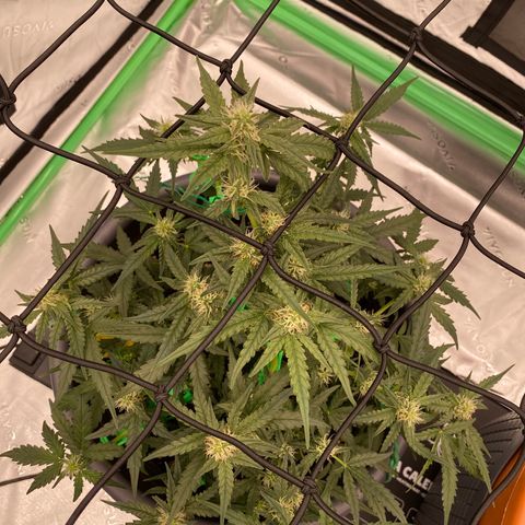 Glue Gelato Auto growlog timeline photo