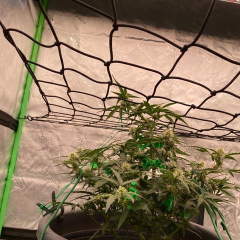 Glue Gelato Auto growlog timeline photo