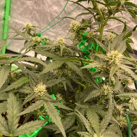 Glue Gelato Auto growlog timeline photo