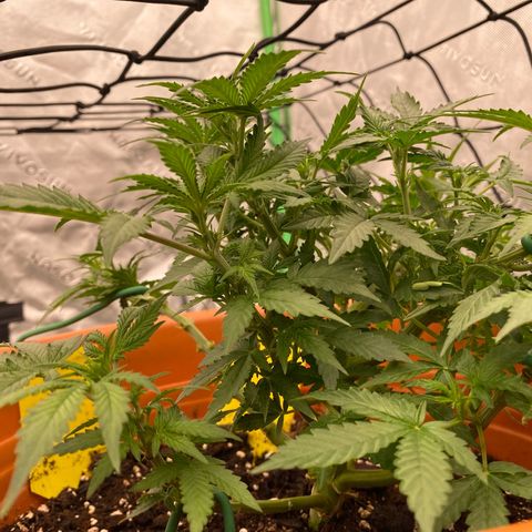 Moby Dick Auto growlog timeline photo