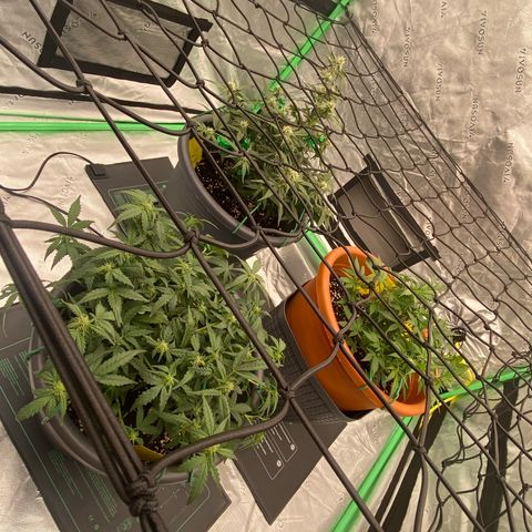 Moby Dick Auto growlog timeline photo
