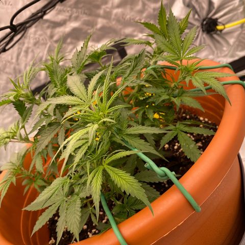 Moby Dick Auto growlog timeline photo