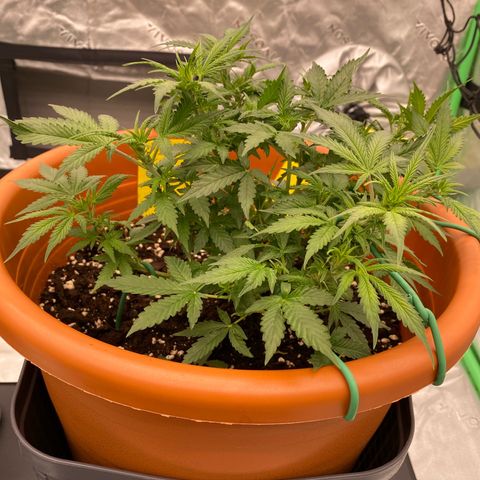 Moby Dick Auto growlog timeline photo