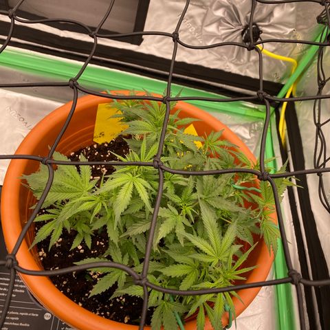 Moby Dick Auto growlog timeline photo