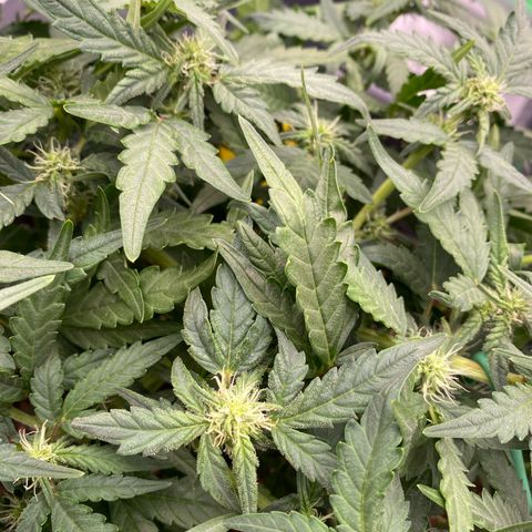 Mimosa x Orange Punch Auto growlog timeline photo