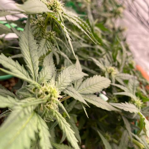 Mimosa x Orange Punch Auto growlog timeline photo